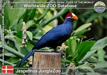 01003 (01) Jesperhus JungleZoo Photo: Roman Hynek©2021 banánovec obecný Violet turaco Tauraco violaceus