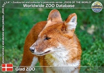 01004 (01) Glad ZOO Photo: Roman Hynek©2021 dhoul sibiřský Chinese dhole Cuon alpinus alpinus