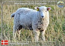 01005 (01) Ishøj Dyrepark Photo: Roman Hynek©2021 německá bělohlavá ovce German whiteheaded sheep Ovis orientalis f. aries "Deutsches weißköpfiges Fleischschaf"