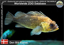 01006 (01) Den Blå Planet Photo: Roman Hynek©2021 okouník ostnohřbetý Quillback rockfish Sebastes maliger