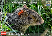 01007 (01) Klokkerholm Dyrepark Photo: Roman Hynek©2021 aguti Azarův Azara's agouti Dasyprocta azarae
