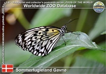 01008 (01) Sommerfugleland Gavnø Photo: Roman Hynek©2021 danaus Mangrove tree nymph Idea leuconoe