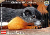 01010 (01) Hjortdal Dyrefarm Photo: Roman Hynek©2021 veverka Prévostova Prevost's squirrel Callosciurus prevostii