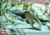 01011 (01) Øresundsakvariet Photo: Roman Hynek©2021 sépie obecná Common cuttlefish Sepia officinalis