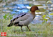 01012 (01) Otterup Andedam Photo: Roman Hynek©2021 kachnička hřívnatá Maned duck Chenonetta jubata