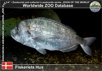 01014 (01) Fiskeriets Hus Photo: Roman Hynek©2021 mořan zlatý Gilt-head sea bream Sparus aurata