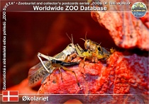 01015 (01) Økolariet Photo: Roman Hynek©2021 saranče stěhovavá Migratory locust Locusta migratoria