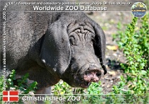 01016 (01) Christianshede ZOO Photo: Roman Hynek©2021 přikuklené prase Meishan pig Sus scrofa f. domestica "Meishan"