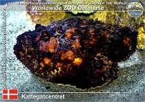 01018 (01) Kattegatcentret Photo: Roman Hynek©2021 odranec pravý Reef stonefish Synanceia verrucosa