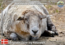 01019 (01) Enghave Dyre- og Naturpark Photo: Roman Hynek©2021 texelská ovce Texel sheep Ovis orientalis f. aries "Texel"