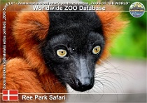 01020 (01) Ree Park Safari Photo: Roman Hynek©2021 vari červenobílý Red ruffed lemur Varecia rubra