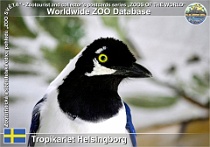 01021 (01) Tropicariet Helsingborg Photo: Roman Hynek©2021 sojka běloocasá White-teiled jay Cyanocorax mystacalis