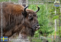01023 (01) Kosta Safaripark Photo: Roman Hynek©2021 zubr evropský European bison (Wisent) Bison bonasus
