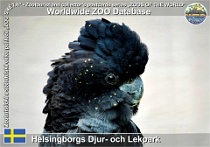 01024 (01) Helsingborgs Djur- och Lekpark Photo: Roman Hynek©2021 kakadu havraní Red-tailed black cockatoo Calyptorhynchus banksii