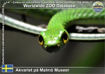 01025 (01) Akvariet på Malmö Museer Photo: Roman Hynek©2021 smaragdovka Spotted green snake Philothamnus punctatus