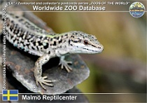 01026 (01) Malmö Reptilcenter Photo: Roman Hynek©2021 ještěrka italská Italian wall lizard Podarcis siculus siculus