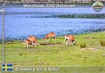 01028 (01) Eriksberg Vilt & Natur Photo: Roman Hynek©2021 muflon European mouflon Ovis orientalis musimon