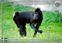01029 (01) Ölands Djur- och Nöjespark Photo: Roman Hynek©2021 makak chocholatý Crested macaque Macaca nigra