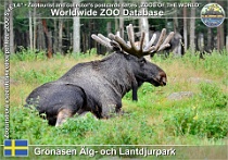 01031 (01) Grönåsen Älg- och Lantdjurpark Photo: Roman Hynek©2021 los evropský Elk Alces alces