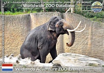 01033 (01) Wildlands Asventure ZOO Emmen Photo: Alex Kantorovich©2016 slon indický Asian elephant Elephas maximus