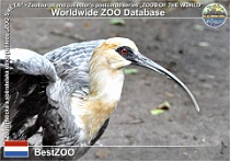 01034 (01) BestZOO Photo: Alex Kantorovich©2016 ibis bělokřídlý Buff-necked ibis Theristicus caudatus