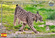 01036 (01) ZOO Aquarium de Madrid Photo: Alex Kantorovich©2018 rys pardálový Spanish lynx Lynx pardinus