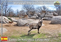 01037 (01) † Centro De Naturaleza Cañada Real Photo: Alex Kantorovich©2018 kozorožec iberský Cabrerův Western Spanish ibex Capra pyrenaica victoriae