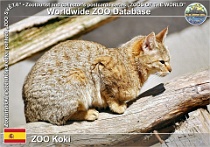 01038 (01) ZOO Koki Photo: Alex Kantorovich©2018 kočka divoká arabská Gordon's wild cat Felis silvestris gordoni