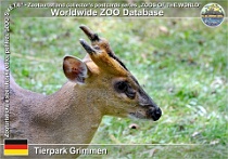 01044 (01) Tierpark Grimmen Photo: Roman Hynek©2021 muntžak malý Reeve’s muntjac Muntiacus reevesi