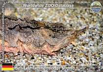 01045 (01) Sea Life Timmendorfer Strand Photo: Roman Hynek©2021 matamata třásnitá Mata-mata Chelus fimbriata