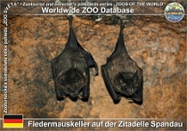01046 (01) Fledermauskeller auf der Zitadelle Spandau Photo: Roman Hynek©2021 listonos krátkoocasý Seba's short-tailed bat Carollia perspicillata