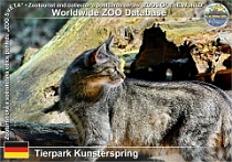 01048 (01) Tierpark Kunsterspring Photo: Roman Hynek©2021 kočka divoká evropská European wildcat Felis silvestris silvestris