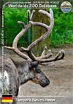 01049 (01) Tierpark Neumünster Photo: Roman Hynek©2021 sob domácí Domestic reindeer Rangifer tarandus f. domestica