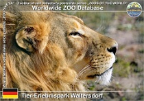 01051 (01) Tier-Erlebnispark Waltersdorf Photo: Roman Hynek©2021 lev pustinný Lion Panthera leo