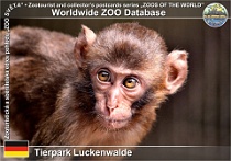 01053 (01) Tierpark Luckenwalde Photo: Roman Hynek©2021 makak červenolící Japanese macaque Macaca fuscata