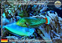 01054 (01) Niedersächsischen Landesmuseum Photo: Roman Hynek©2021 kněžík královský Queen coris Coris formosa