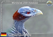 01055 (01) Tiererlebnispark Müritz Photo: Roman Hynek©2021 perlička supí Vulturine guineafowl Acryllium vulturinum