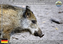 01056 (01) Wildgehege im Tegeler Forst Photo: Roman Hynek©2021 prase divoké evropské Central European wild boar Sus scrofa scrofa
