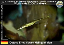 01057 (01) Ostsee Erlebniswelt Heiligenhafen Photo: Roman Hynek©2021 koljuška patnáctiostná Fifteen-spined stickleback Spinachia spinachia