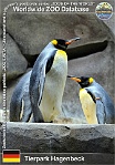 01058 (01) Tierpark Hagenbeck Photo: Roman Hynek©2021 tučňák patagonský King penguin Aptenodytes patagonicus
