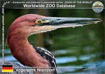 01060 (01) Vogelpark Niendorf Photo: Roman Hynek©2021 volavka obrovská Goliath heron Ardea goliath