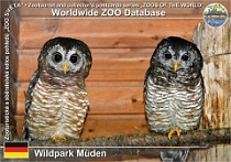 01061 (01) Wildpark Müden Photo: Roman Hynek©2021 puštík africký African wood owl Strix woodfordii