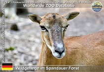 01065 (01) Wildgehege im Spandauer Forst Photo: Roman Hynek©2021 muflon European mouflon Ovis orientalis musimon