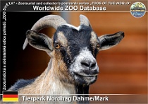 01067 (01) Tierpark Nordhag Dahme/Mark Photo: Roman Hynek©2021 koza kamerunská Cameroon dwarf goat Capra aegagrus f. hircus "Cameroon Dwarf"