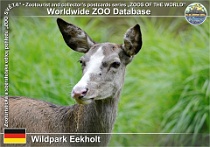 01071 (01) Wildpark Eekholt Photo: Roman Hynek©2021 jelen lesní běločelá forma Red deer white-fronted form Cervus elaphus f. "albifrons"