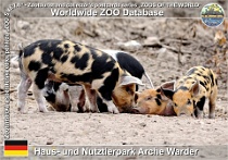 01072 (01) Haus- und Nutztierpark Arche Warder Photo: Roman Hynek©2021 linderodské prase Linderöd pig Sus scrofa f. domestica "Linderöd"