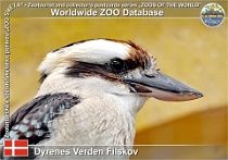 01073 (01) Dyrenes Verden Filskov Photo: Roman Hynek©2021 ledňák obrovský Laughing kookaburra Dacelo novaeguineae