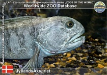 01074 (01) JyllandsAkvariet Photo: Roman Hynek©2021 vlkouš obecný Atlantic wolffish Anarhichas lupus