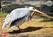 01075 (01) Jylland Park ZOO Photo: Roman Hynek©2021 pelikán africký Pink-backed pelican Pelecanus rufescens