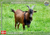 01076 (01) Hobro Mini ZOO Photo: Roman Hynek©2021 fernandezská koza Juan Fernandez Island goat Capra aegagrus f. hircus "Juan Fernandez"